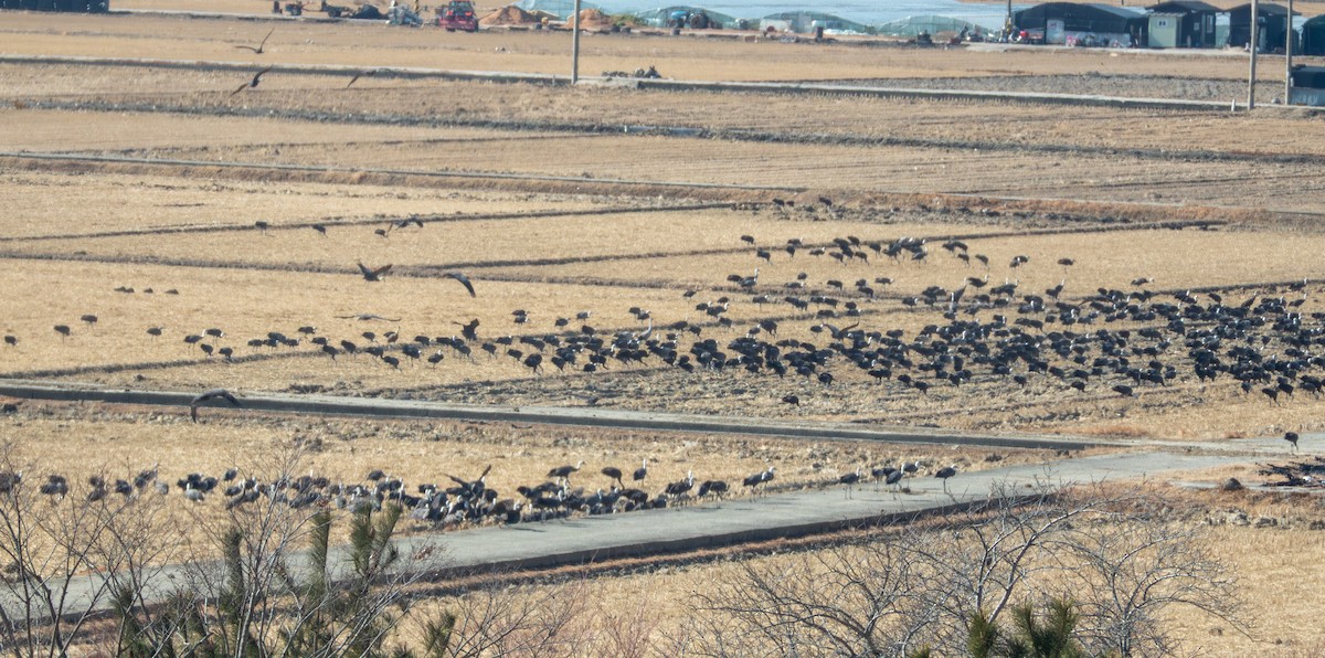 hvithodetrane - ML650497836