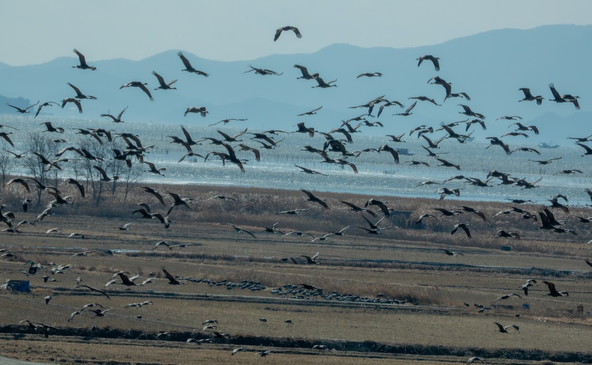 hvithodetrane - ML650497837