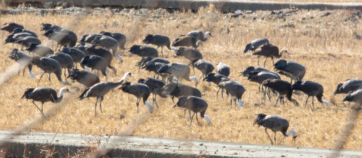 hvithodetrane - ML650497851