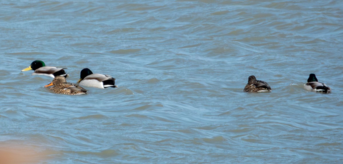 stokkand - ML650497866