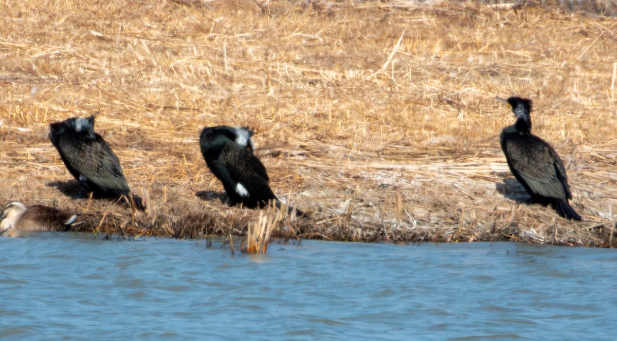 storskarv - ML650497874