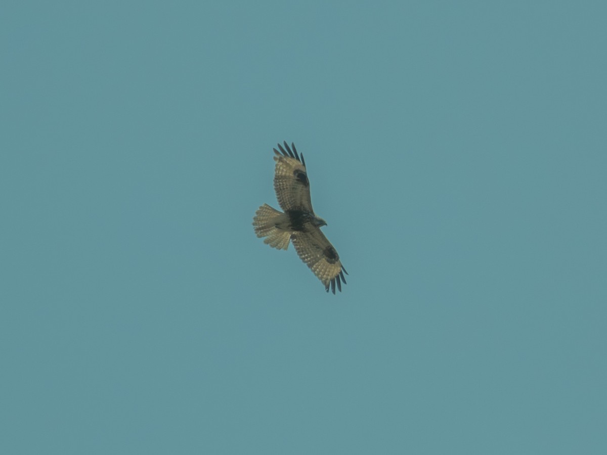 amurvåk - ML650497890