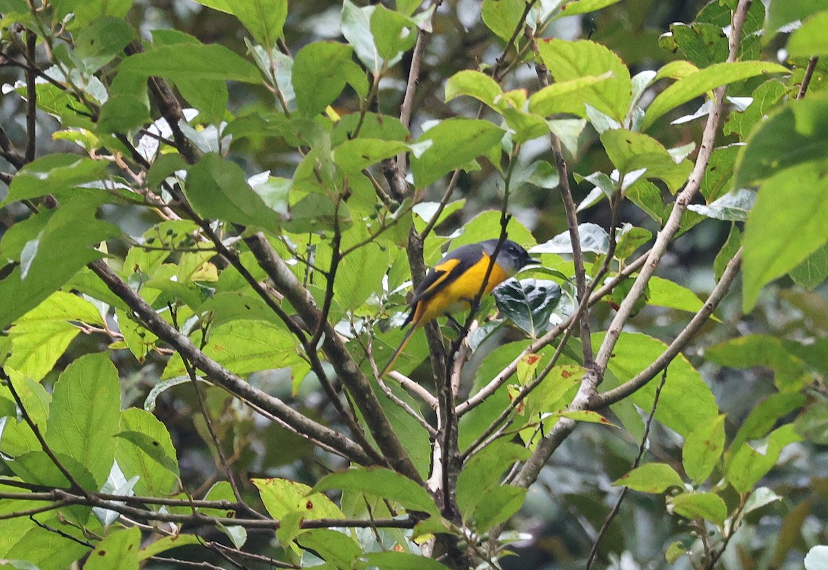 Gray-chinned Minivet - ML650497900