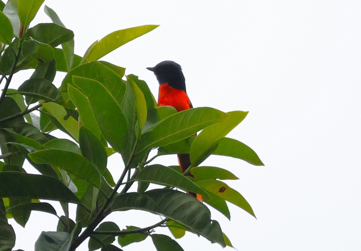 Gray-chinned Minivet - ML650497903