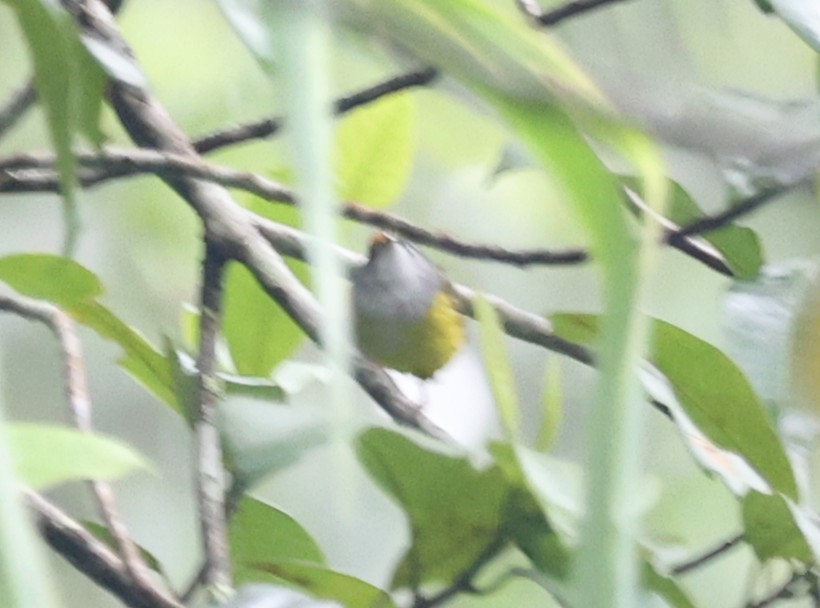 Mountain Tailorbird - ML650497915