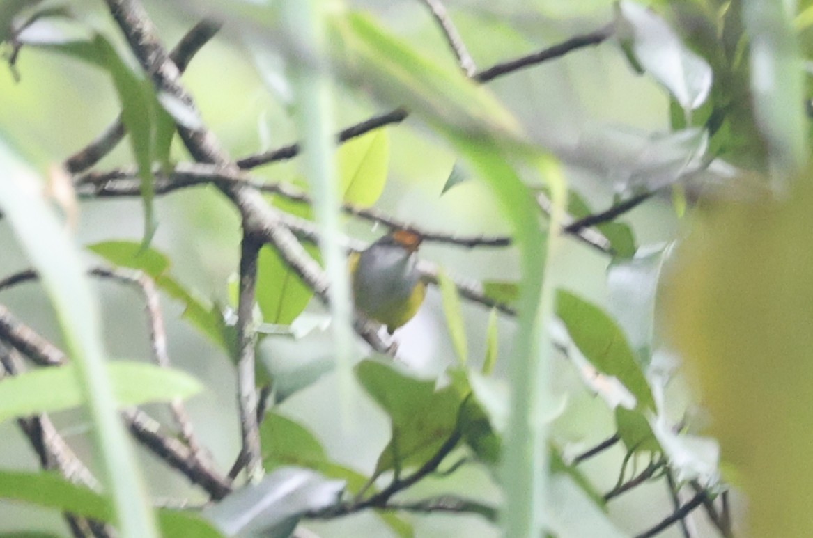 Mountain Tailorbird - ML650497916