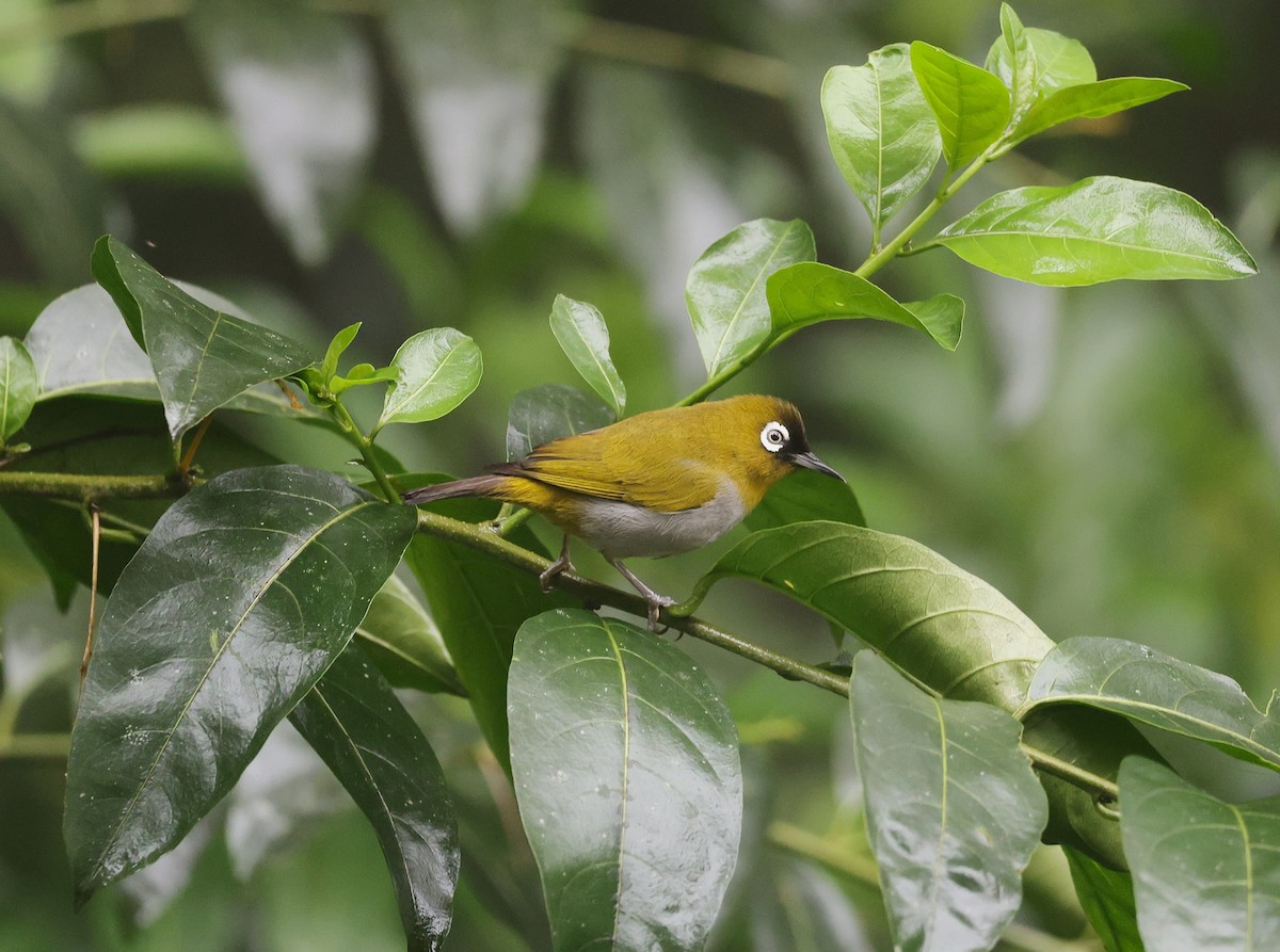 Black-capped White-eye - ML650497921