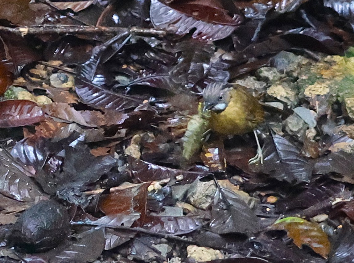 Gray-throated Babbler - ML650497938