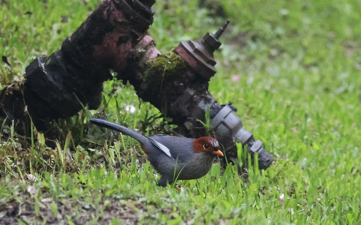 Chestnut-hooded Laughingthrush - ML650497970