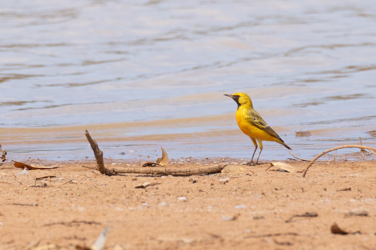 Orange Chat - ML650498252