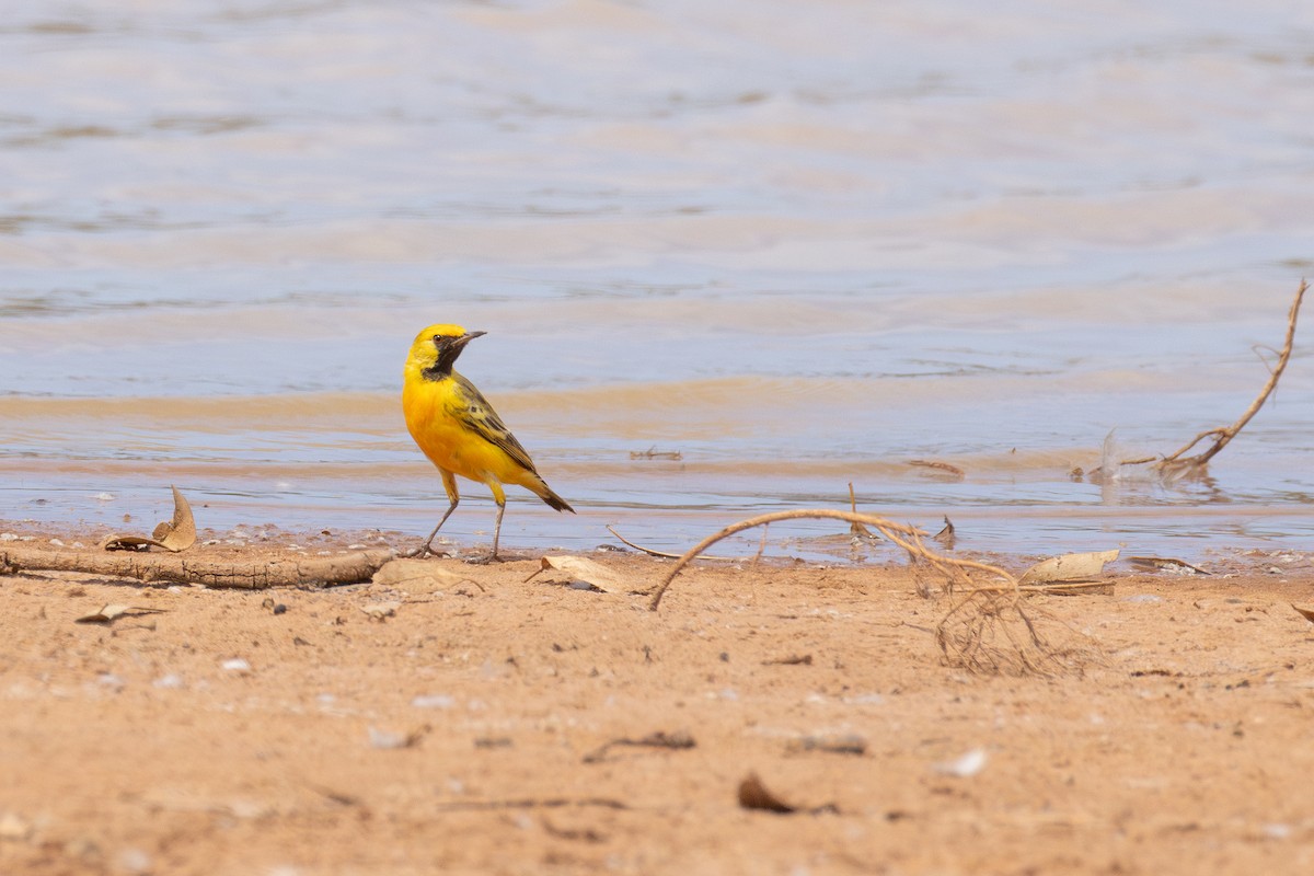 Orange Chat - ML650498269