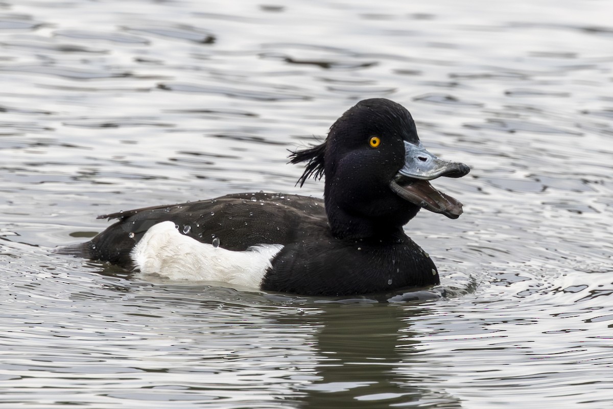 Tufted Duck - ML650498302
