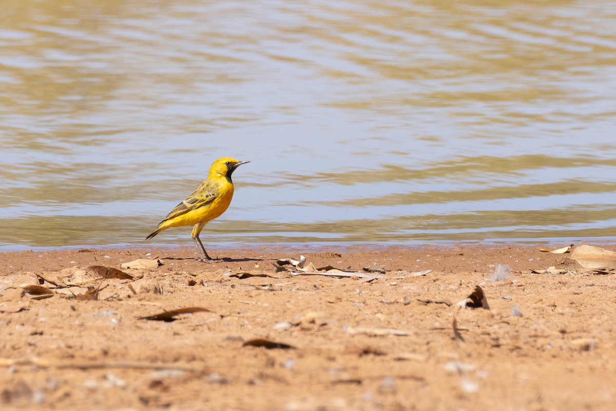 Orange Chat - ML650498408