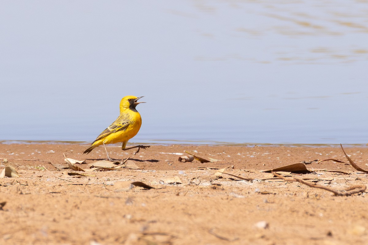 Orange Chat - ML650498411