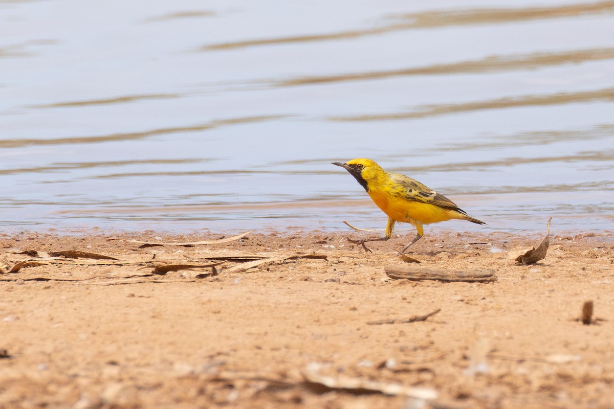 Orange Chat - ML650498480