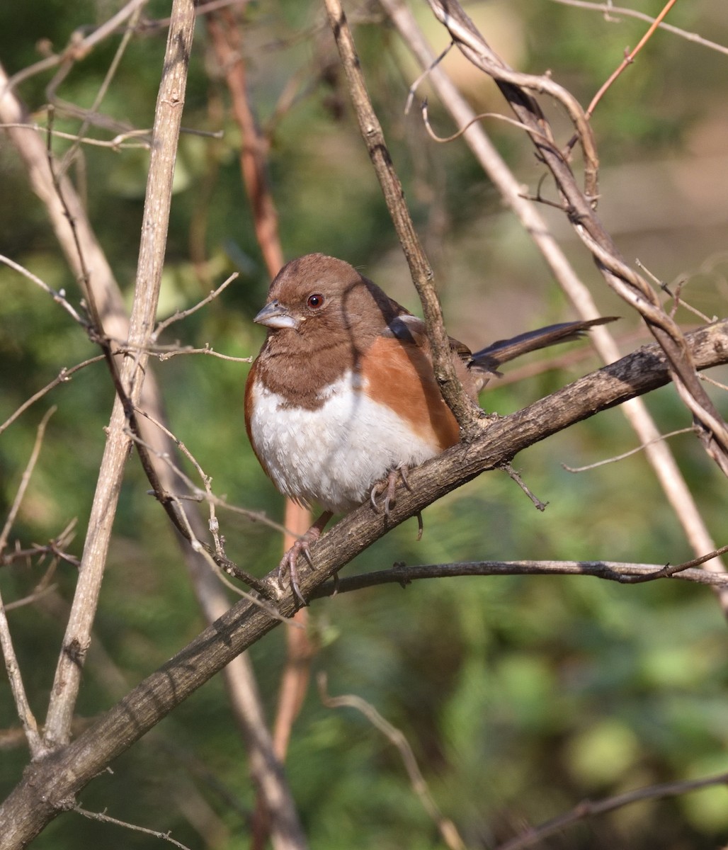 Красноглазый тохи - ML650498530