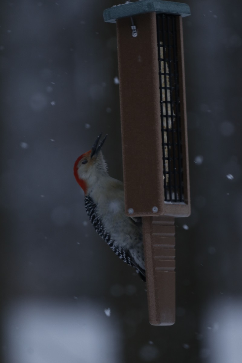 シマセゲラ - ML650498700