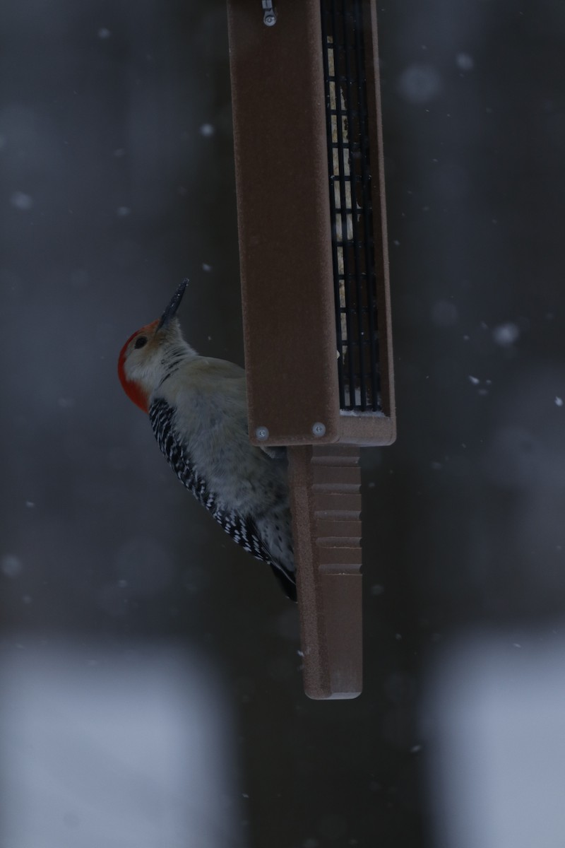 シマセゲラ - ML650498702