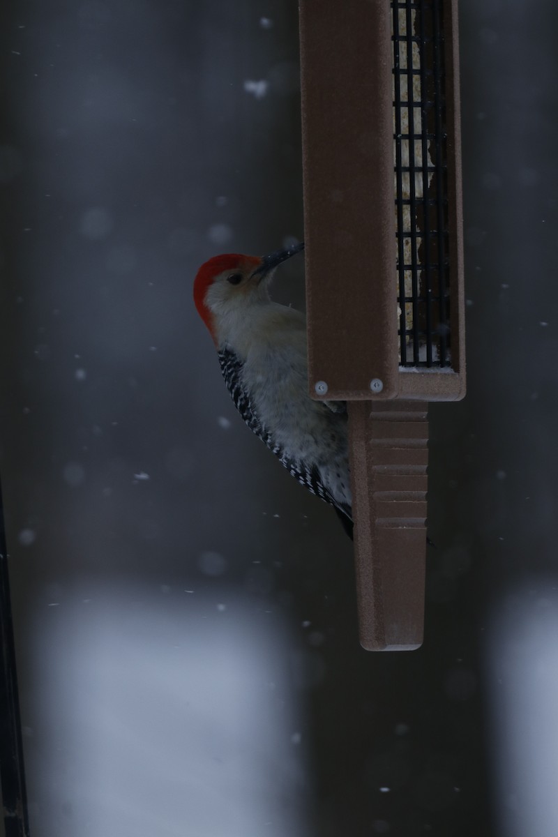 シマセゲラ - ML650498703