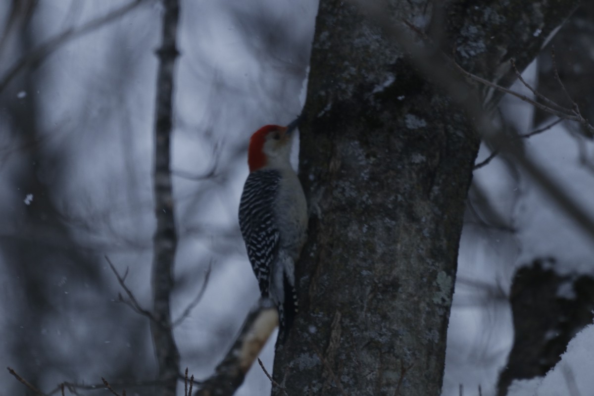 シマセゲラ - ML650498704