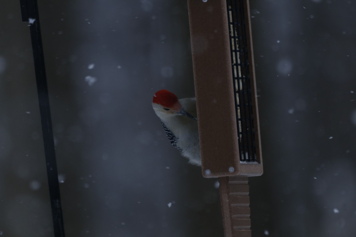 シマセゲラ - ML650498705