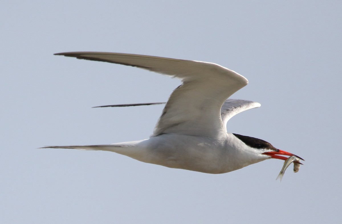 Common Tern - Jeff Hullstrung