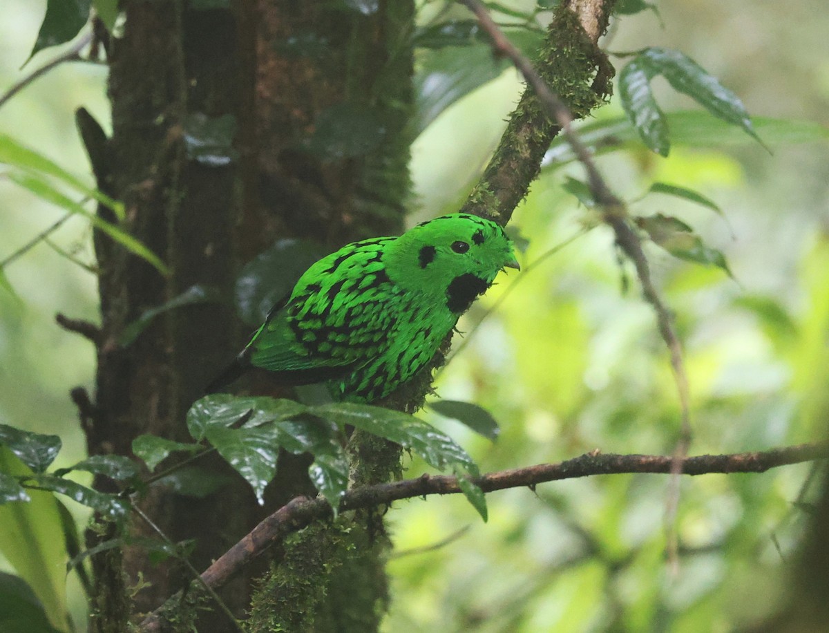 Whitehead's Broadbill - ML650498809