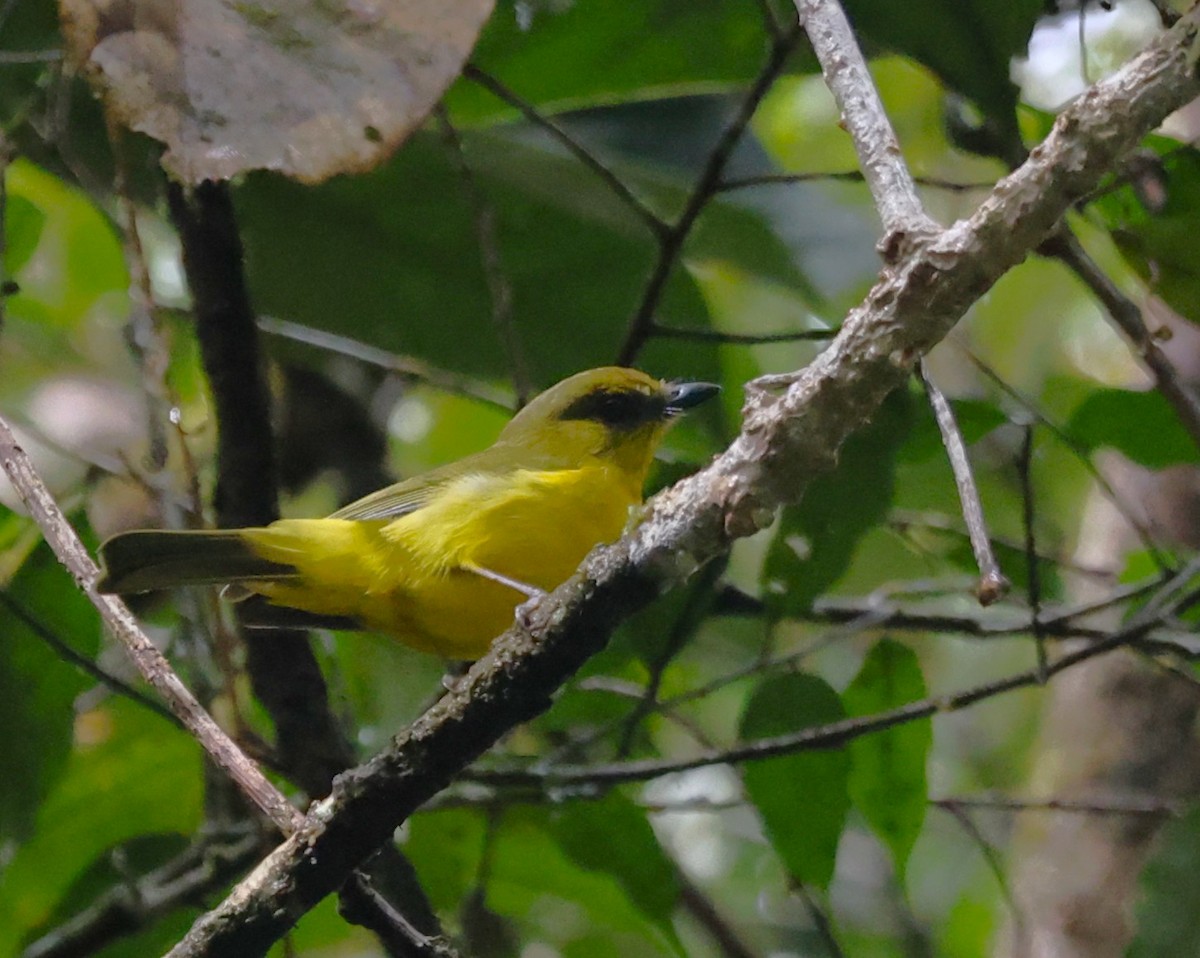 Bornean Whistler - ML650498853