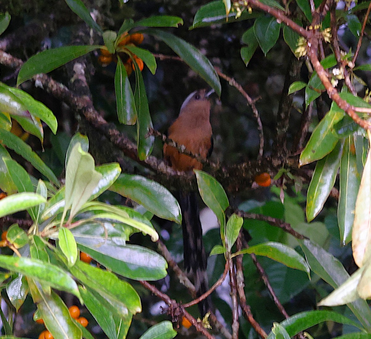 Bornean Treepie - ML650498859