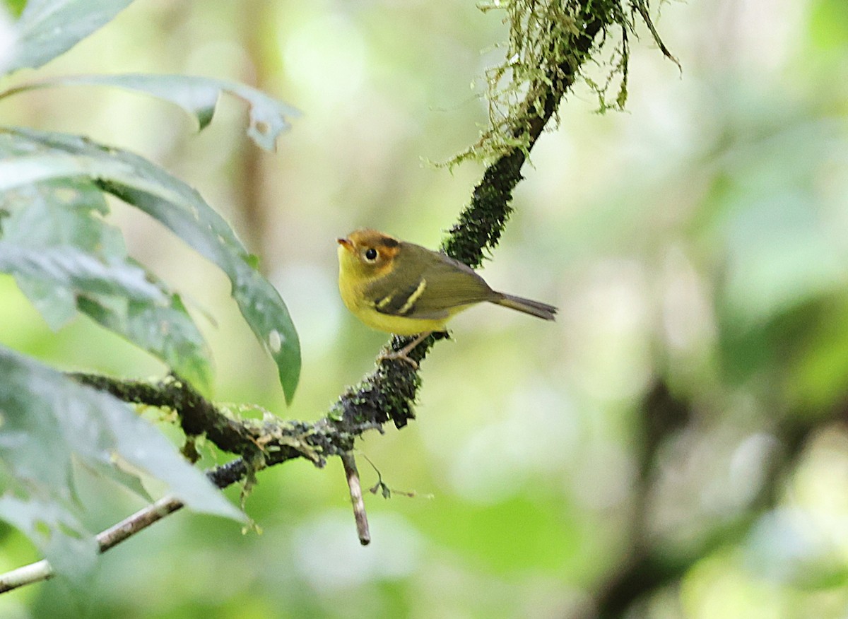 Yellow-breasted Warbler - ML650498877