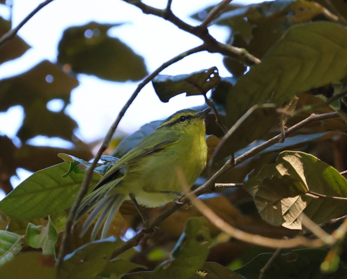 Mountain Leaf Warbler - ML650498893