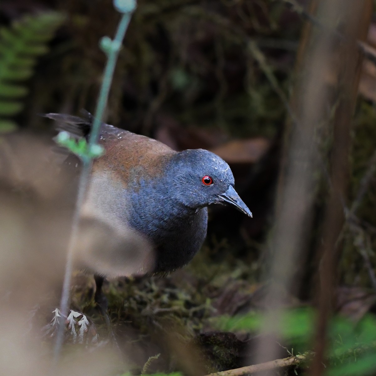 Galapagos Rail - ML650498907