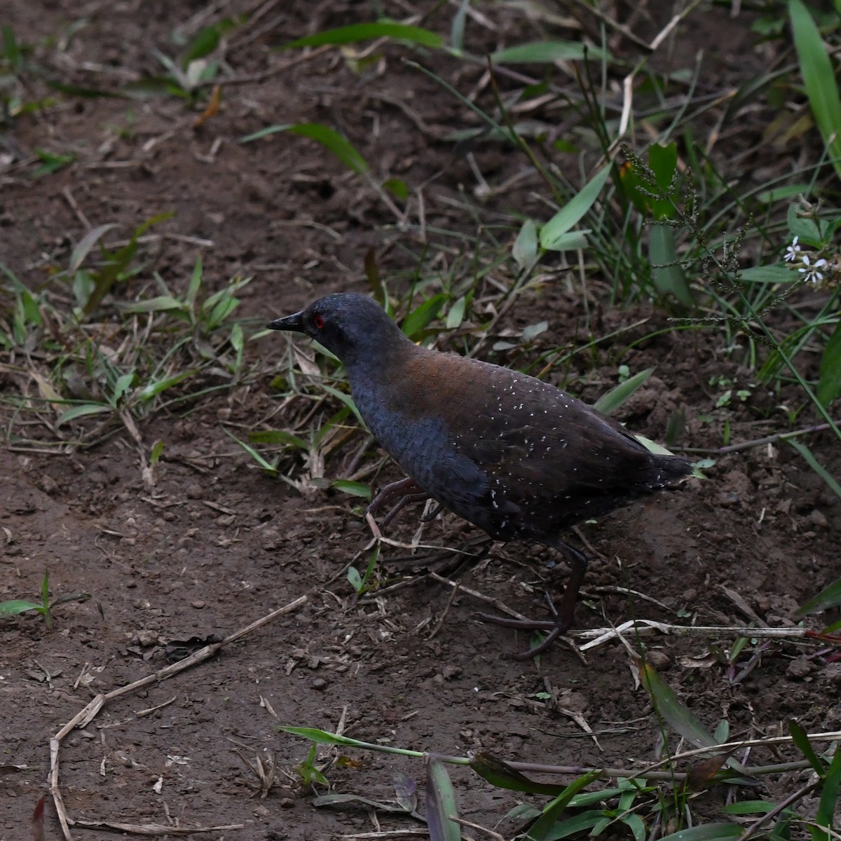 Galapagos Rail - ML650498908