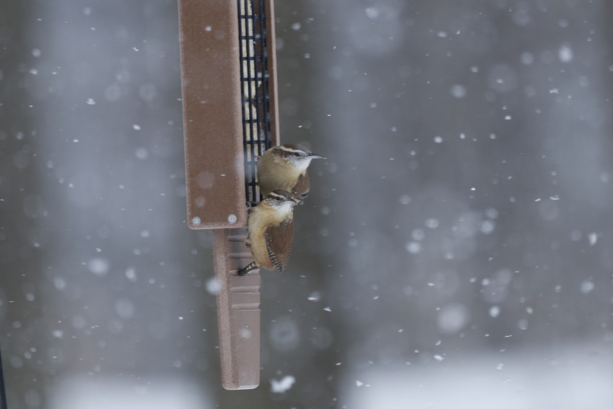 チャバラマユミソサザイ - ML650498911