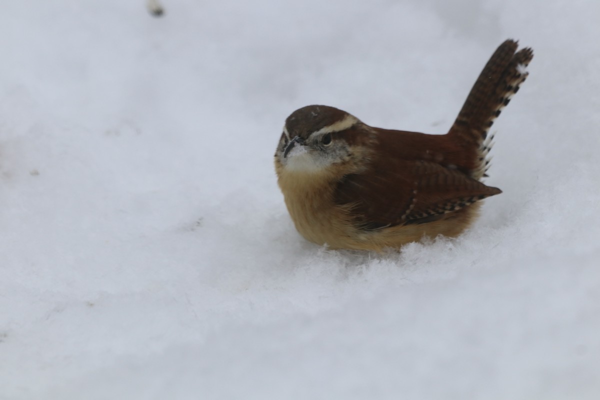 チャバラマユミソサザイ - ML650498912