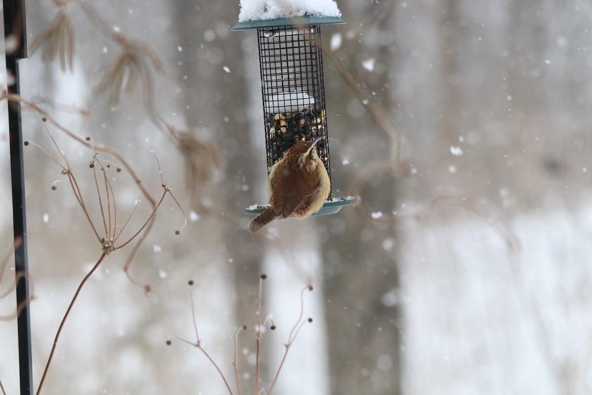 チャバラマユミソサザイ - ML650498913