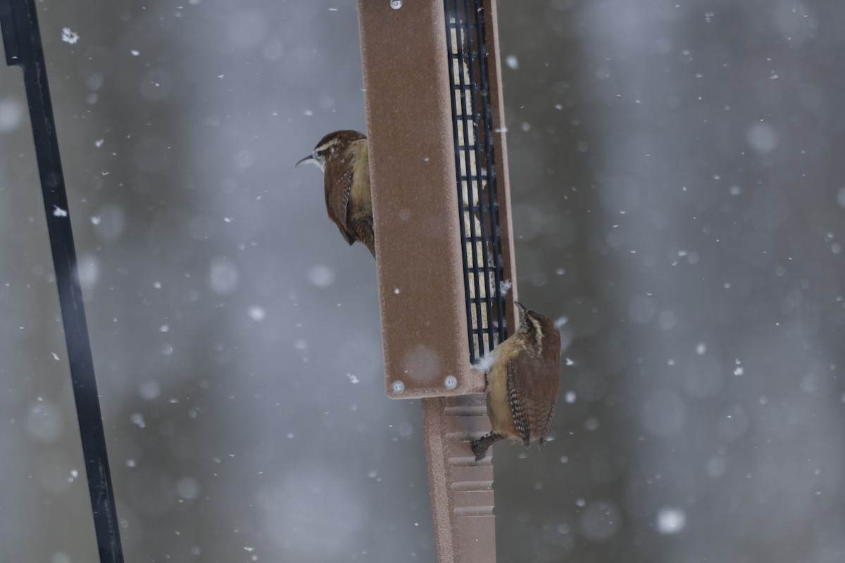 チャバラマユミソサザイ - ML650498914