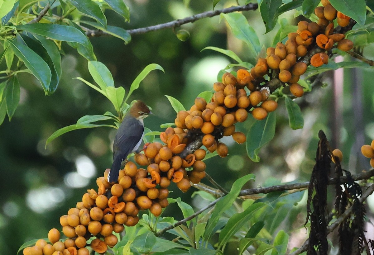 Chestnut-crested Yuhina - ML650498921