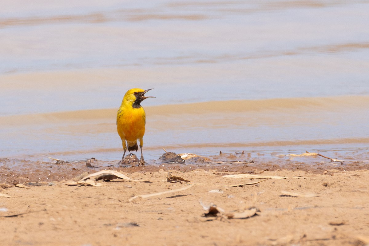 Orange Chat - ML650498936