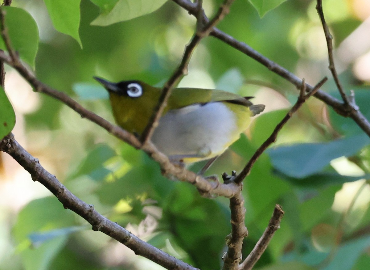 Black-capped White-eye - ML650498958