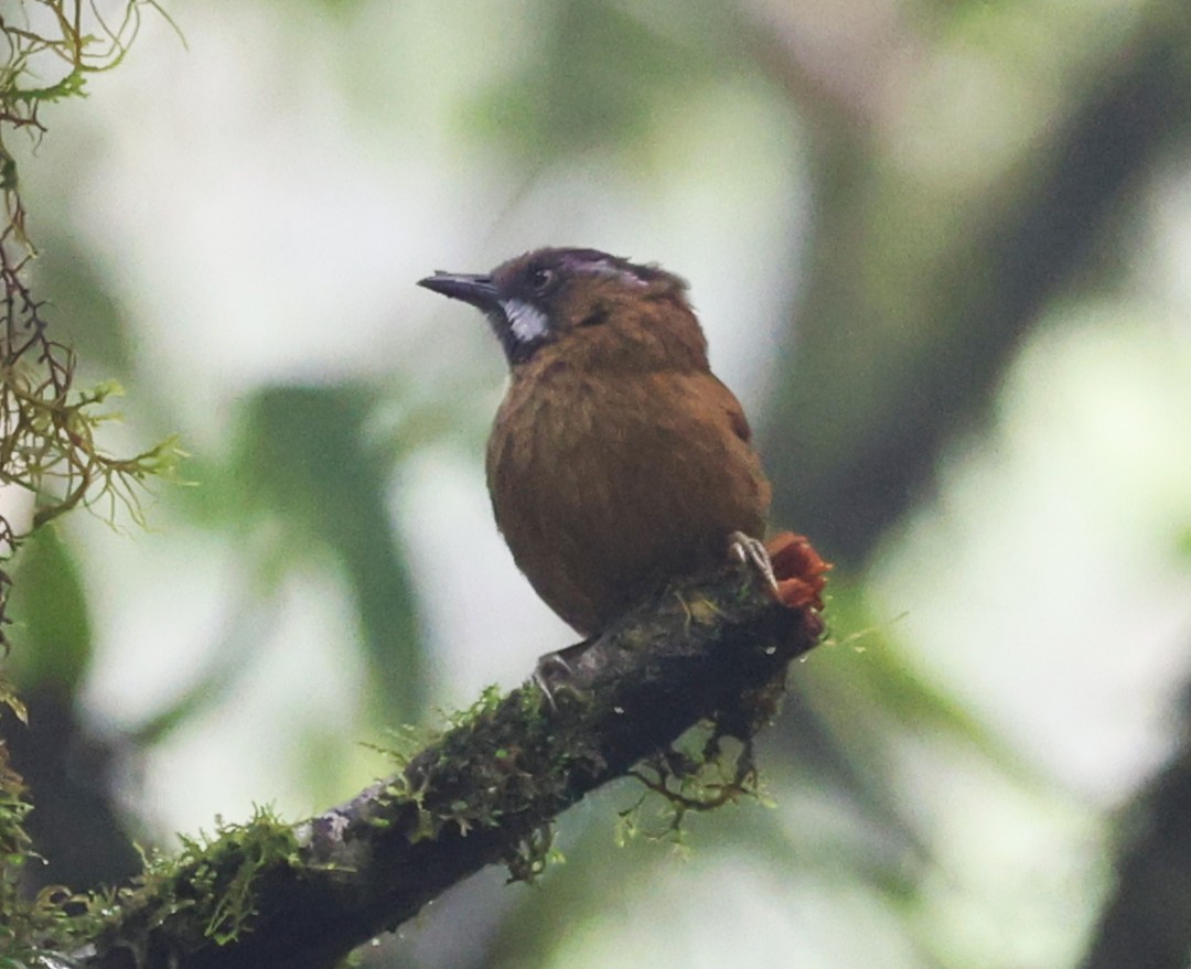 Gray-throated Babbler - ML650498963