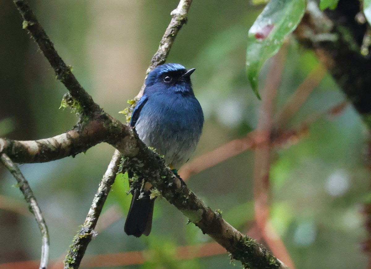 Indigo Flycatcher - ML650499007