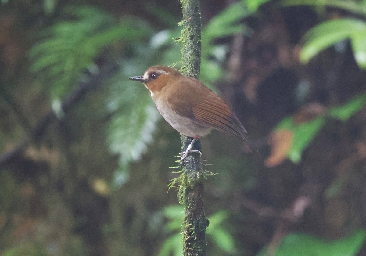 Eyebrowed Jungle Flycatcher - ML650499016
