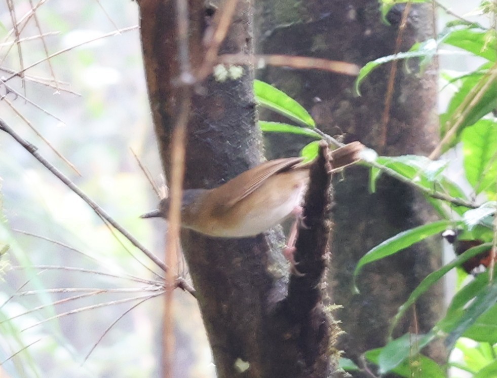 Temminck's Babbler - ML650499059