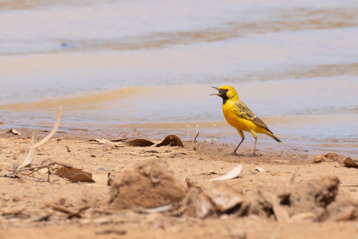 Orange Chat - ML650499063