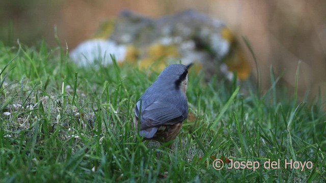 Eurasian Nuthatch - ML650499089