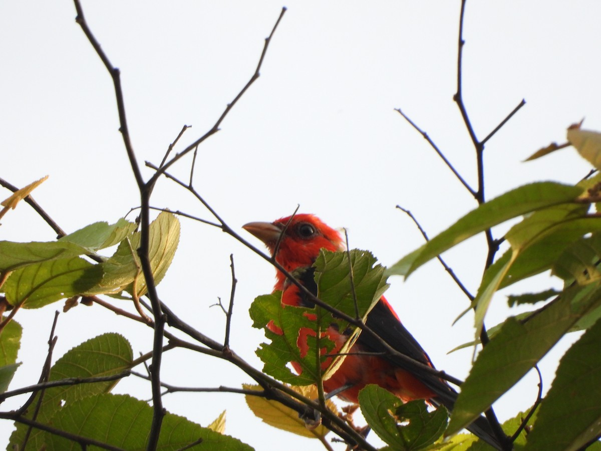 Scarlet Tanager - ML650499094