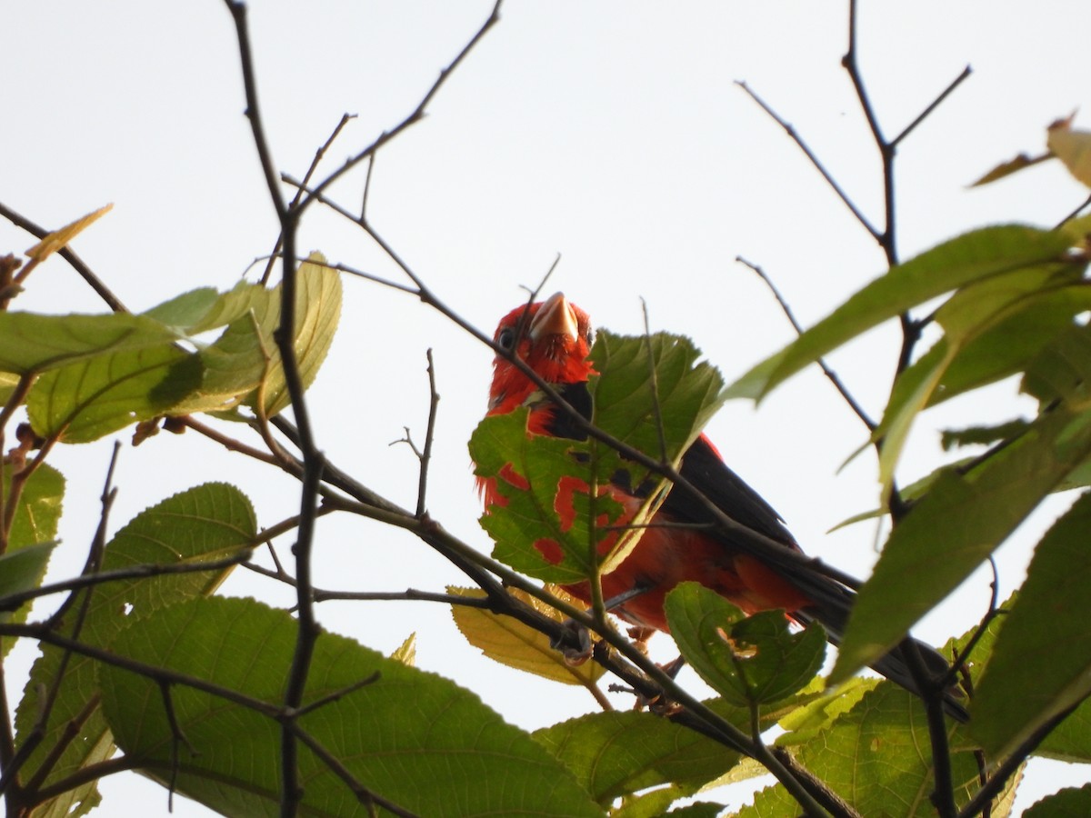 Scarlet Tanager - ML650499095