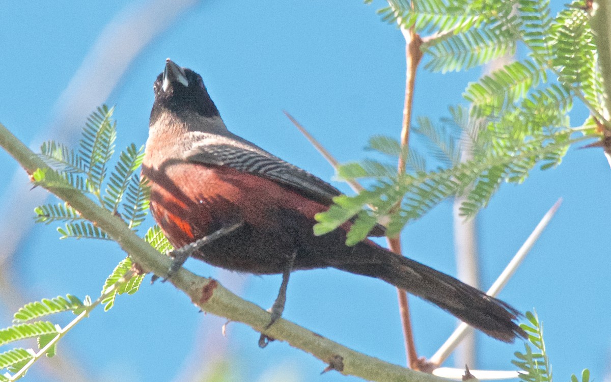 Black-faced Waxbill - ML650499304