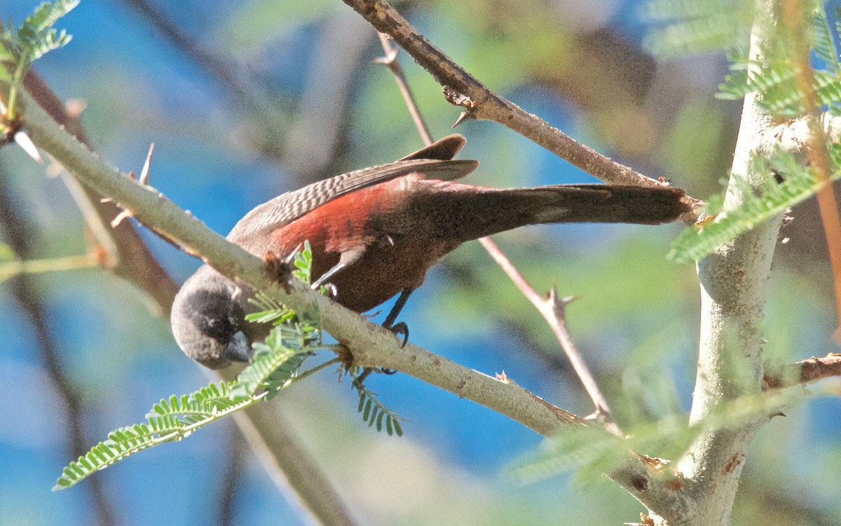 Black-faced Waxbill - ML650499305